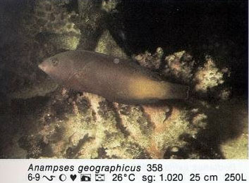 Anampses geographicus